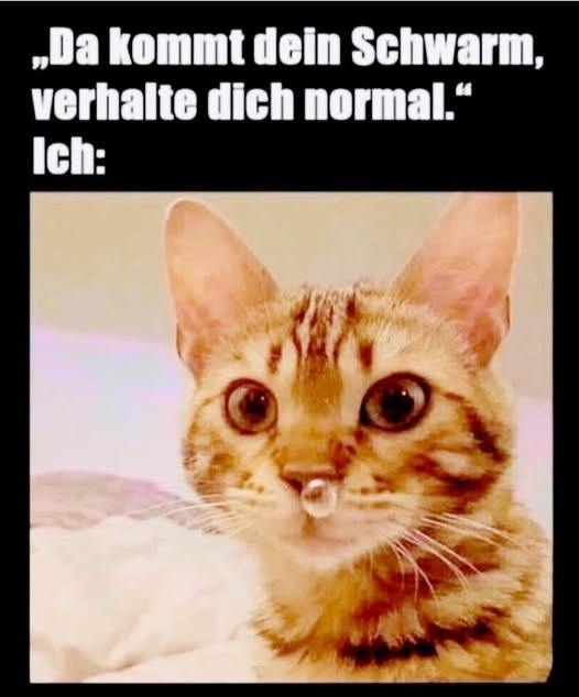 ,,Da kommt dein Schwarm,  - verhalte dich normal." - Ich:
