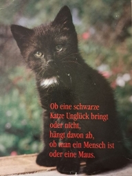 Ob eine schwarze Katze Unglück bringt oder nicht, hängt davon ab, ob man ein Mensch ist oder eine Maus.